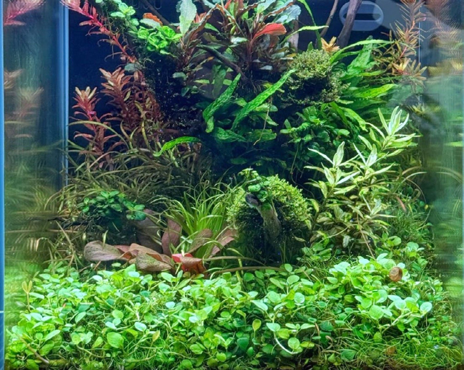 Bac aquascapé TROPICA Aquascape 30 à Interzoo 2026
