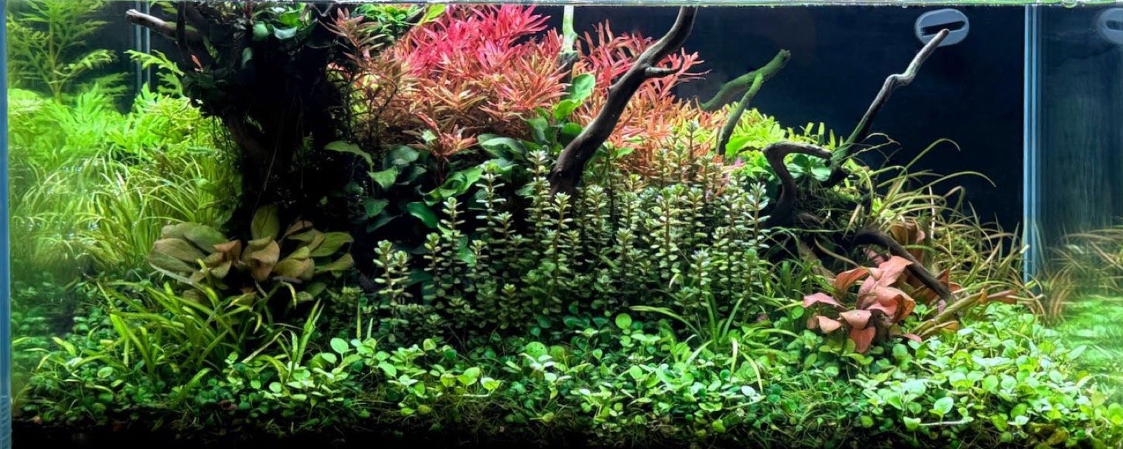Bac aquascapé TROPICA Aquascape 60 à Interzoo 2026