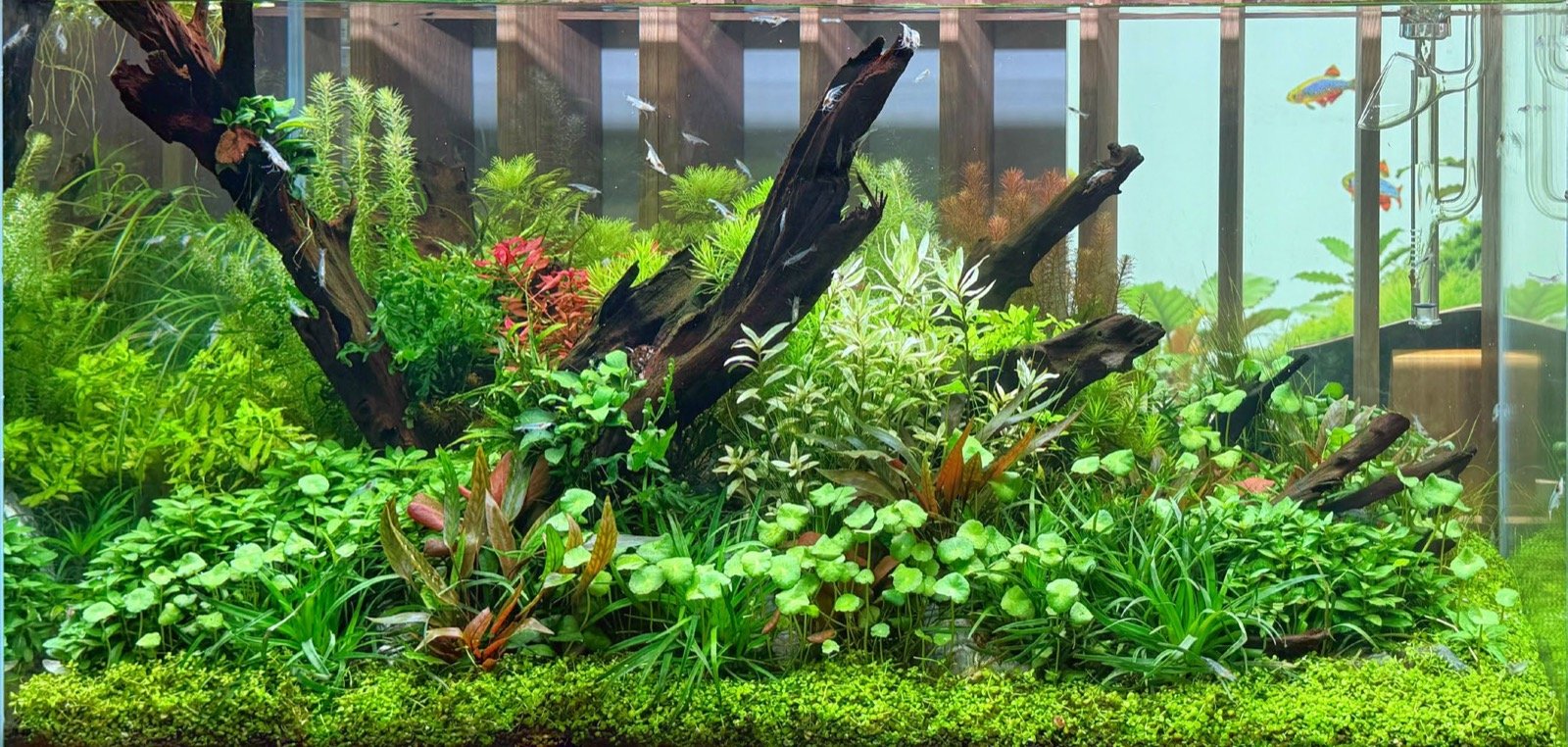 Bac aquascapé TROPICA Aquascape 80 à Interzoo 2026