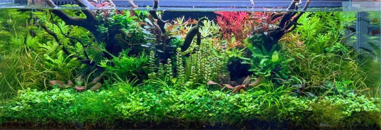 Bac aquascapé TROPICA Aquascape New Horizon à Interzoo 2026