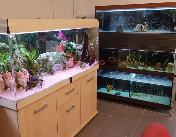 Vue des locaux de l’association Aquario-Passion à Antibes, aquariums d’eau douce