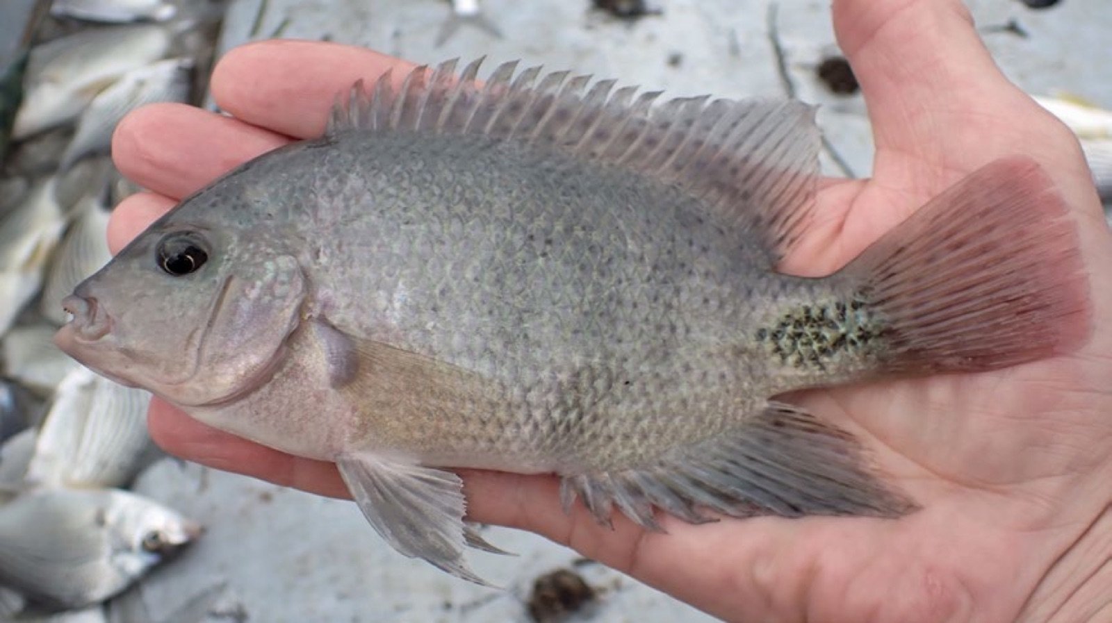 Vieja maculicauda, bien connu des aquariophiles