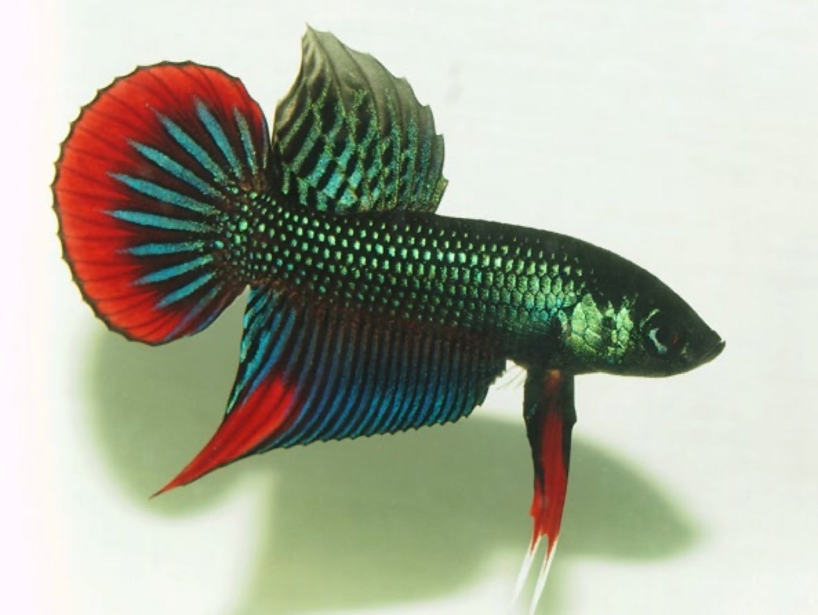 Betta imbellis mâle vert et rouge, 1er prix