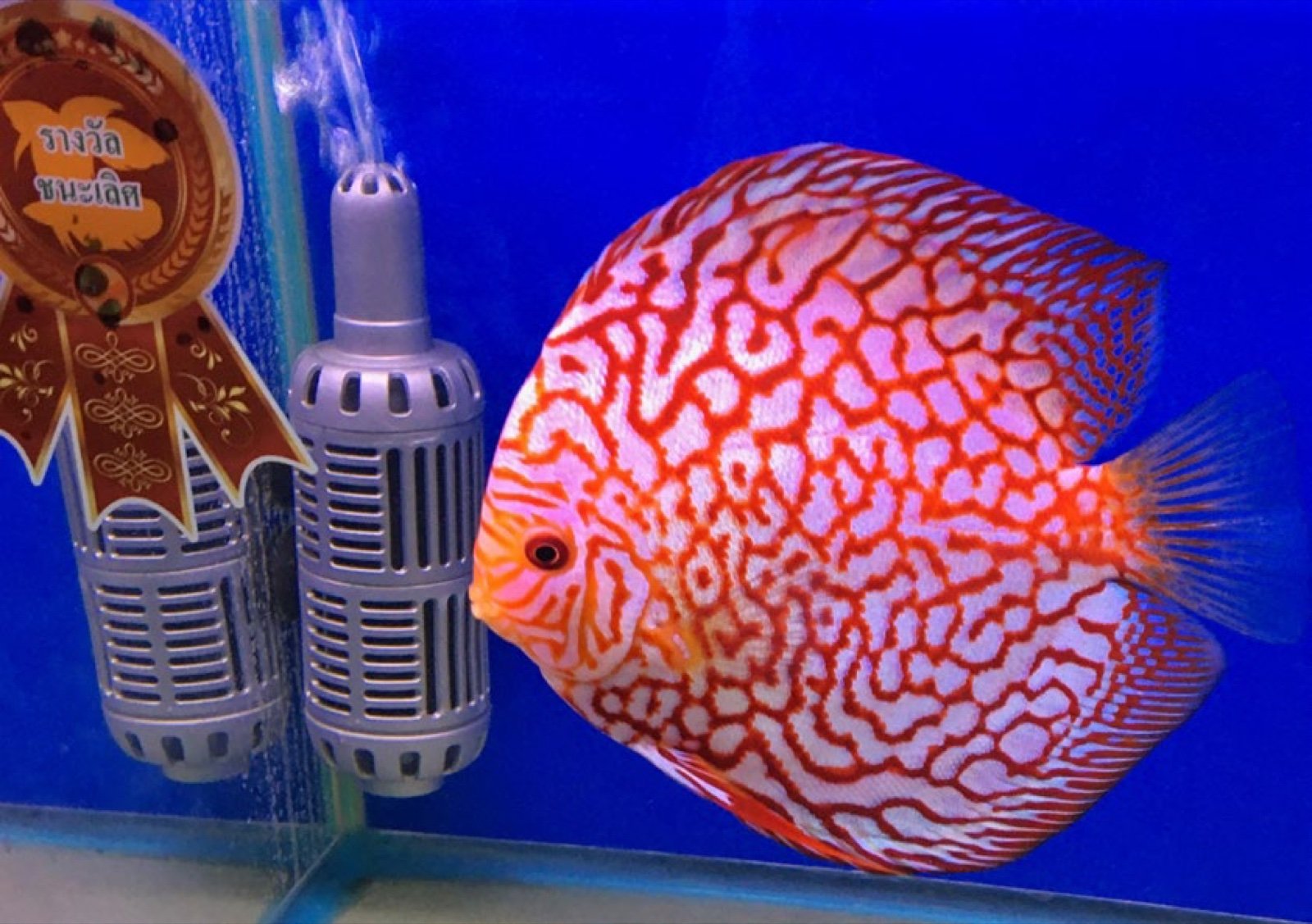 Discus Checkerboard 1er prix de sa catégorie