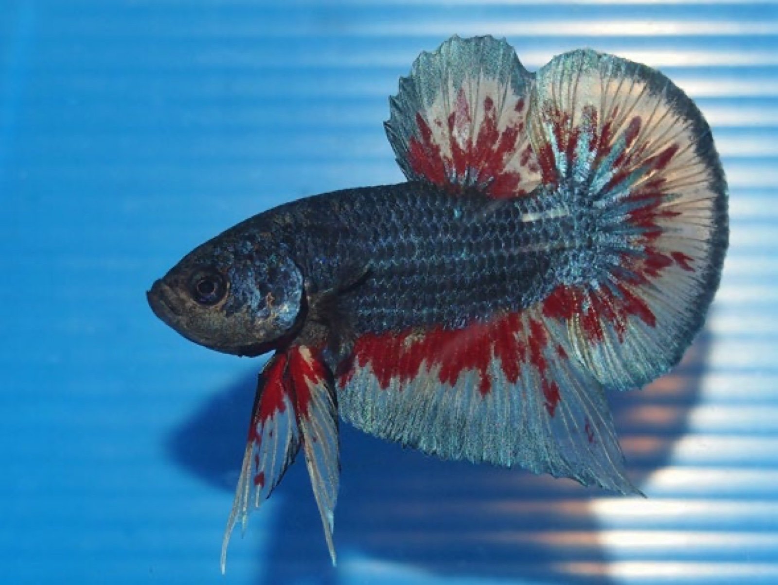 Betta splendens Plakad Fire Nemo