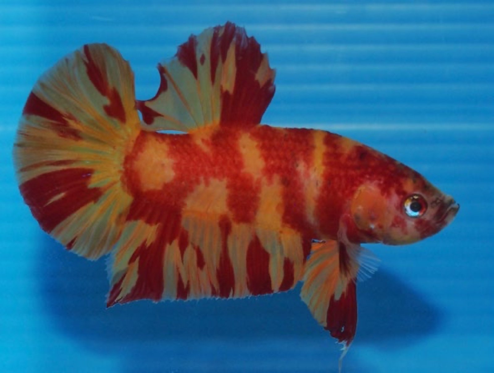 Betta splendens Plakad Mustard Vanda jaune et rouge