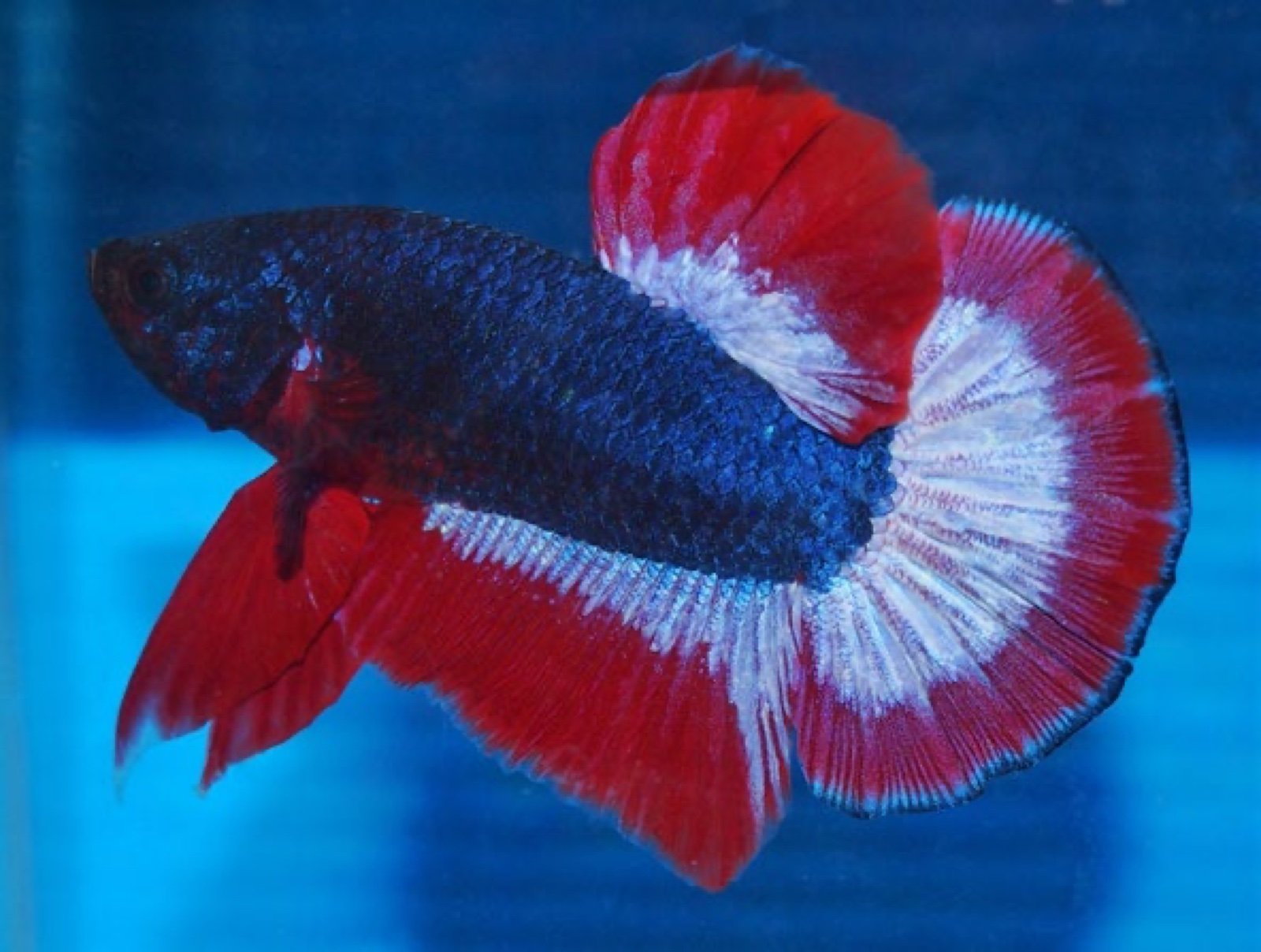 Betta splendens Plakad Thaï Flag rouge blanc et bleu