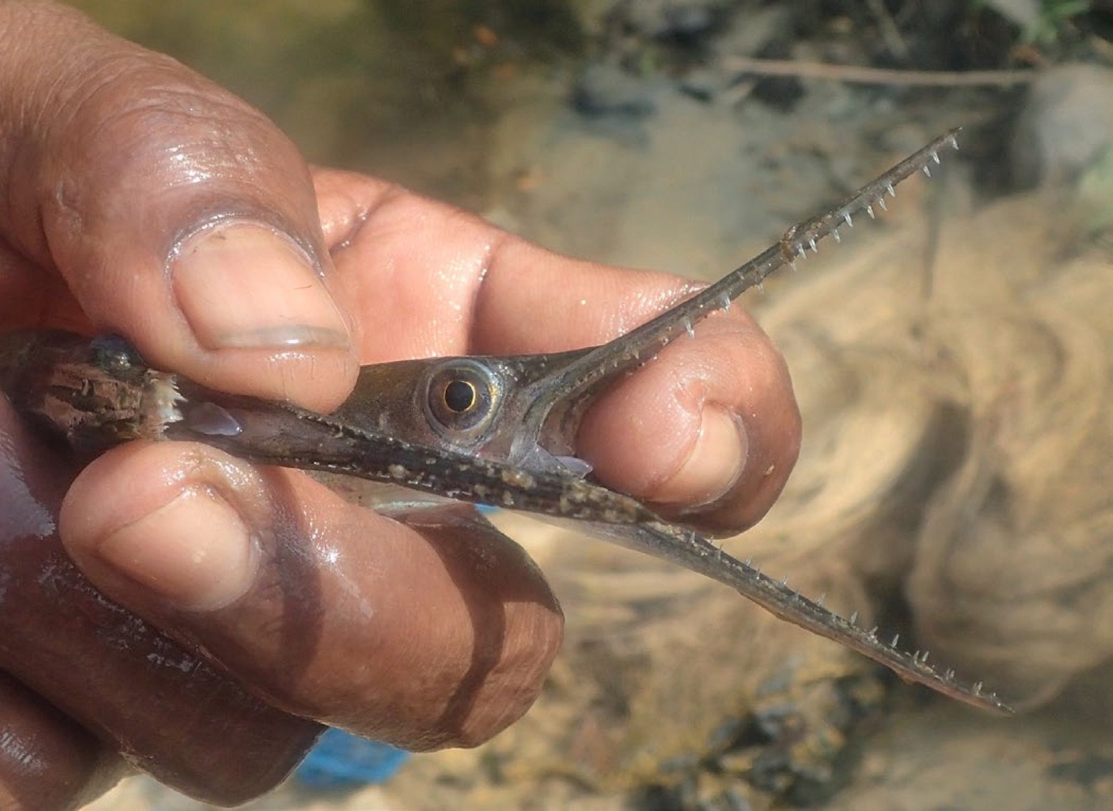 Xenantodon sp. tenu en main, montrant son long bec