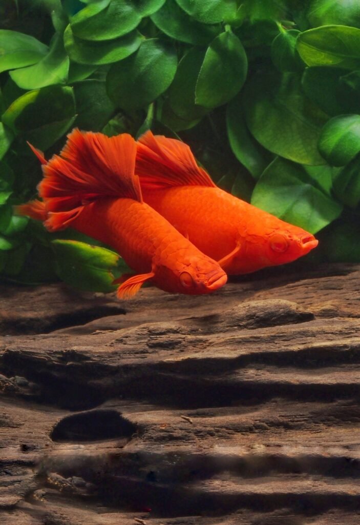 Couple de Xiphophorus hellerii rouge variété Vienne albinos brocoli à haute dorsale