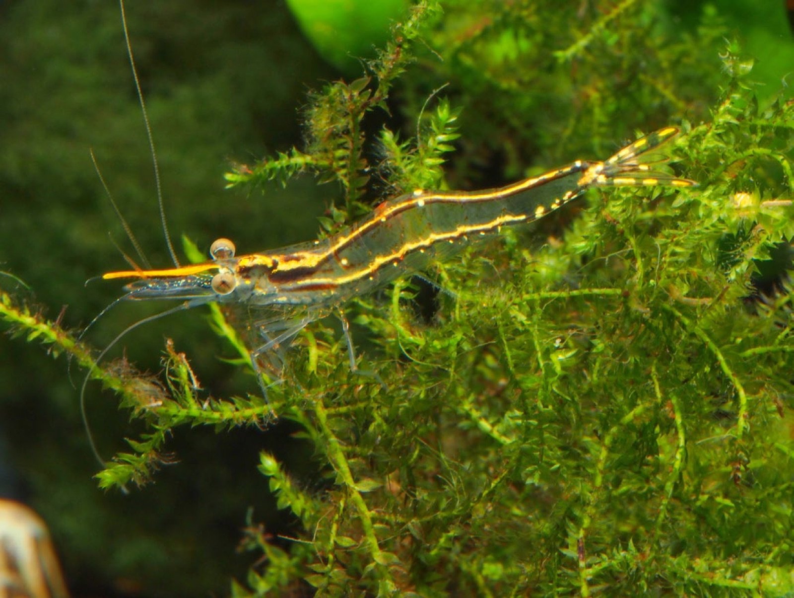 Xiphocaris elongata crevette des Caraibes qui mange les algues filamenteuses vertes