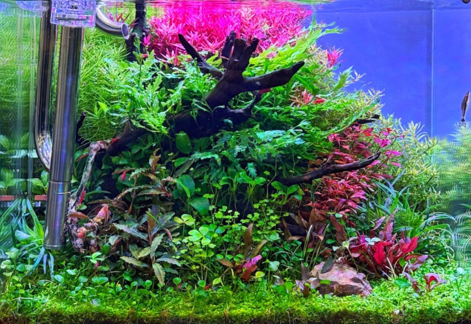 Bac aquascapé YOKUCHI Colorfull Island à Interzoo 2026