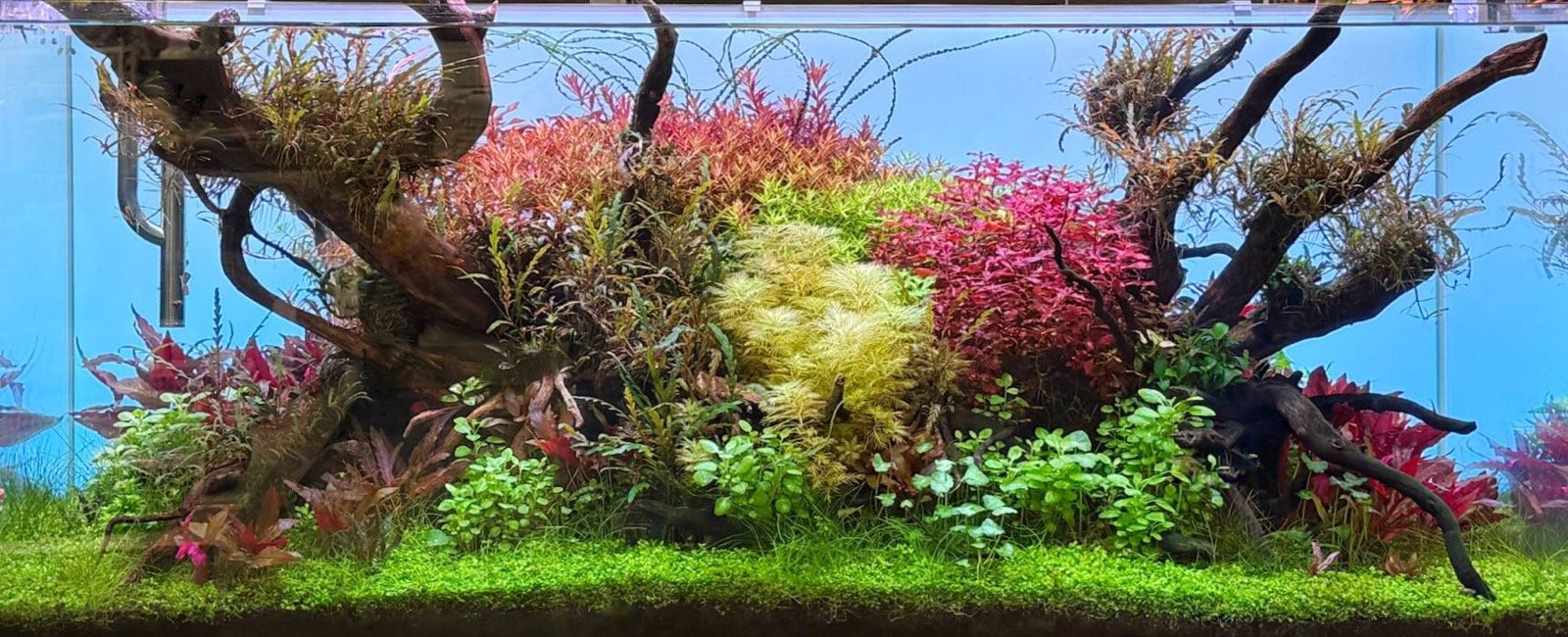 Bac aquascapé YOKUCHI Shrimp Island à Interzoo 2026