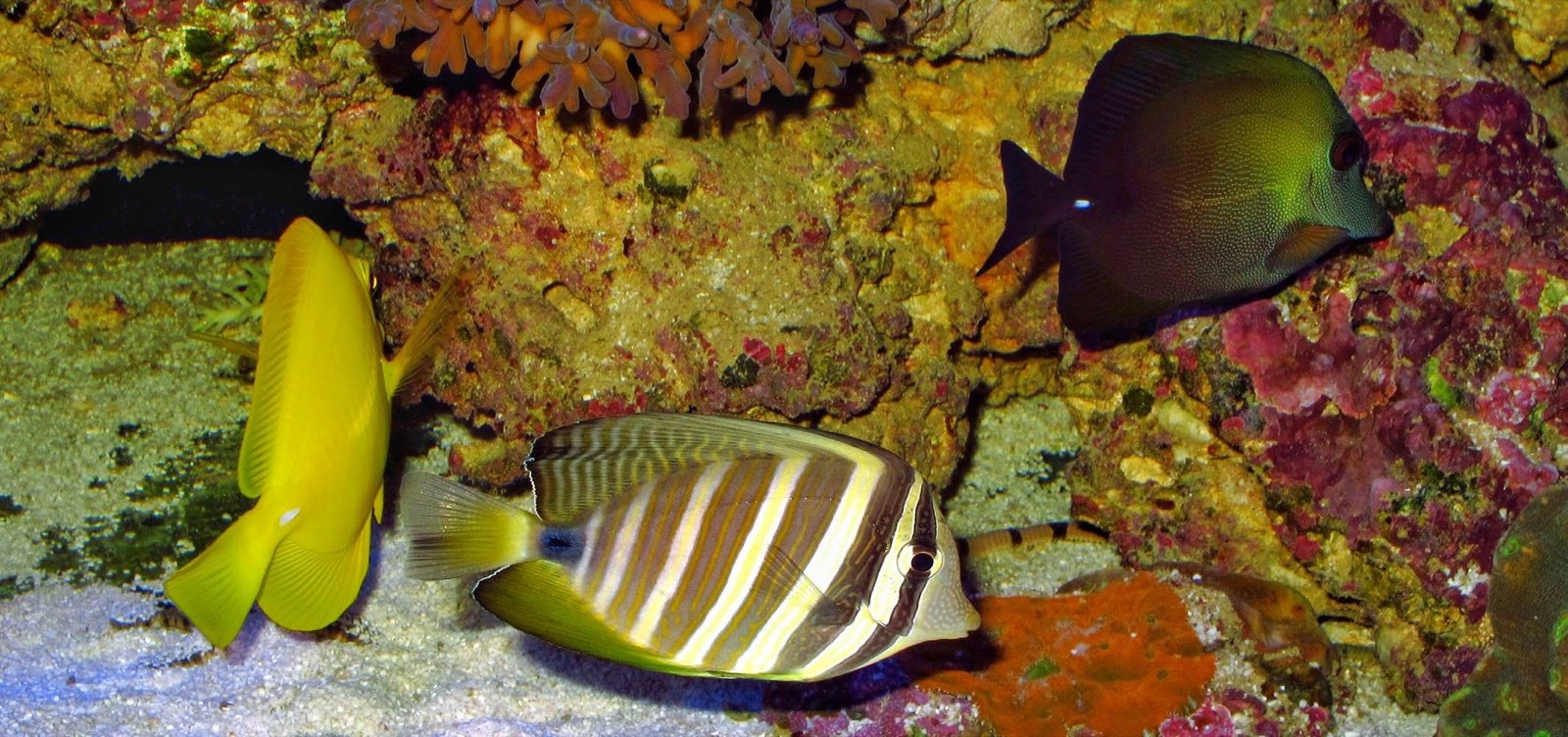 Plusieurs Zebrasoma cohabitant dans un grand aquarium récifal