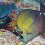 Zebrasoma scopas adultes broutant les algues sur le platier avec des poissons-perroquets