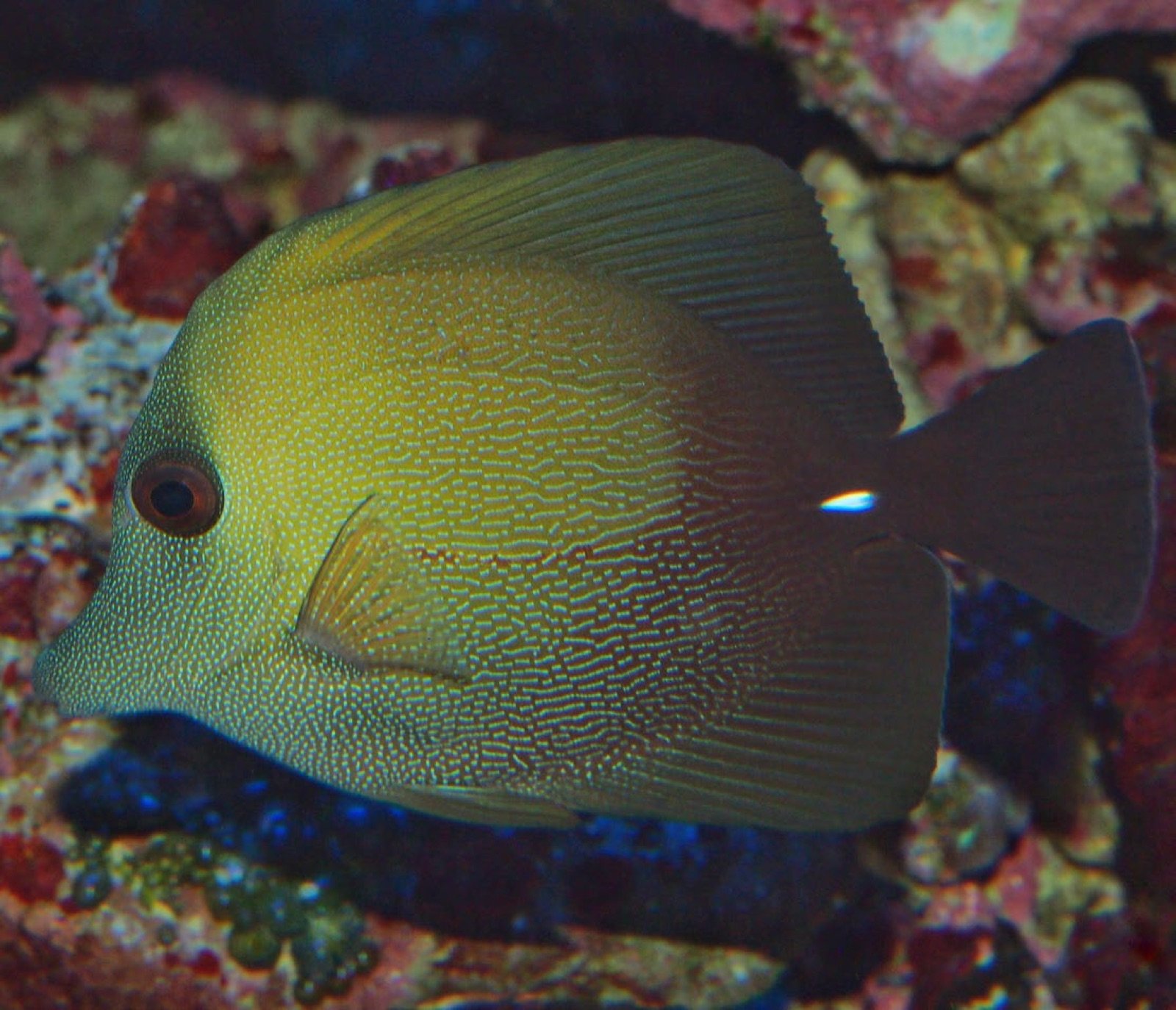 Zebrasoma scopas cohabitant avec d'autres espèces récifales