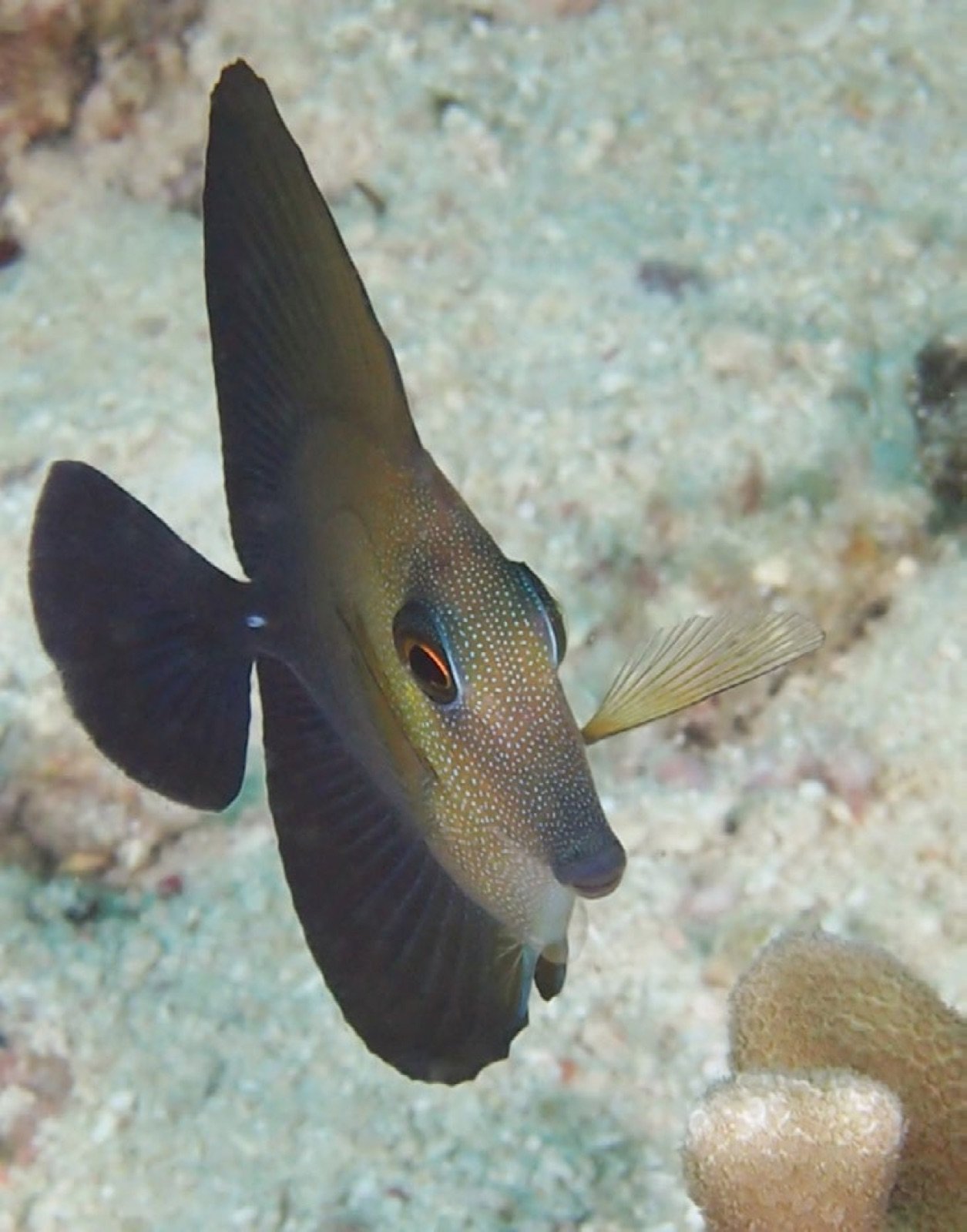 Le corps comprimé et les nageoires développées de Zebrasoma scopas