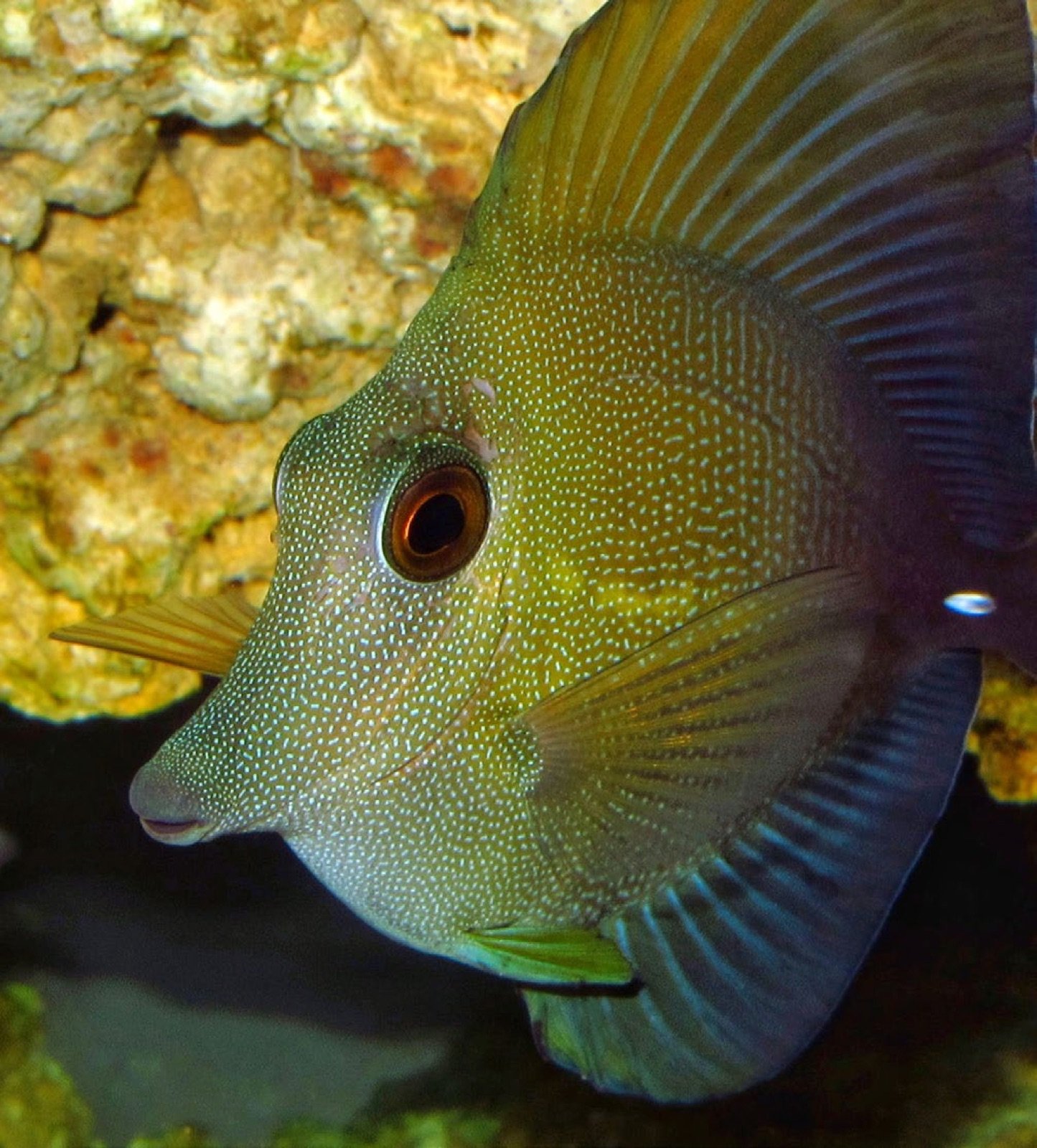 Zebrasoma scopas présentant des trous au dessus de l'oeil et au début de la ligne latérale