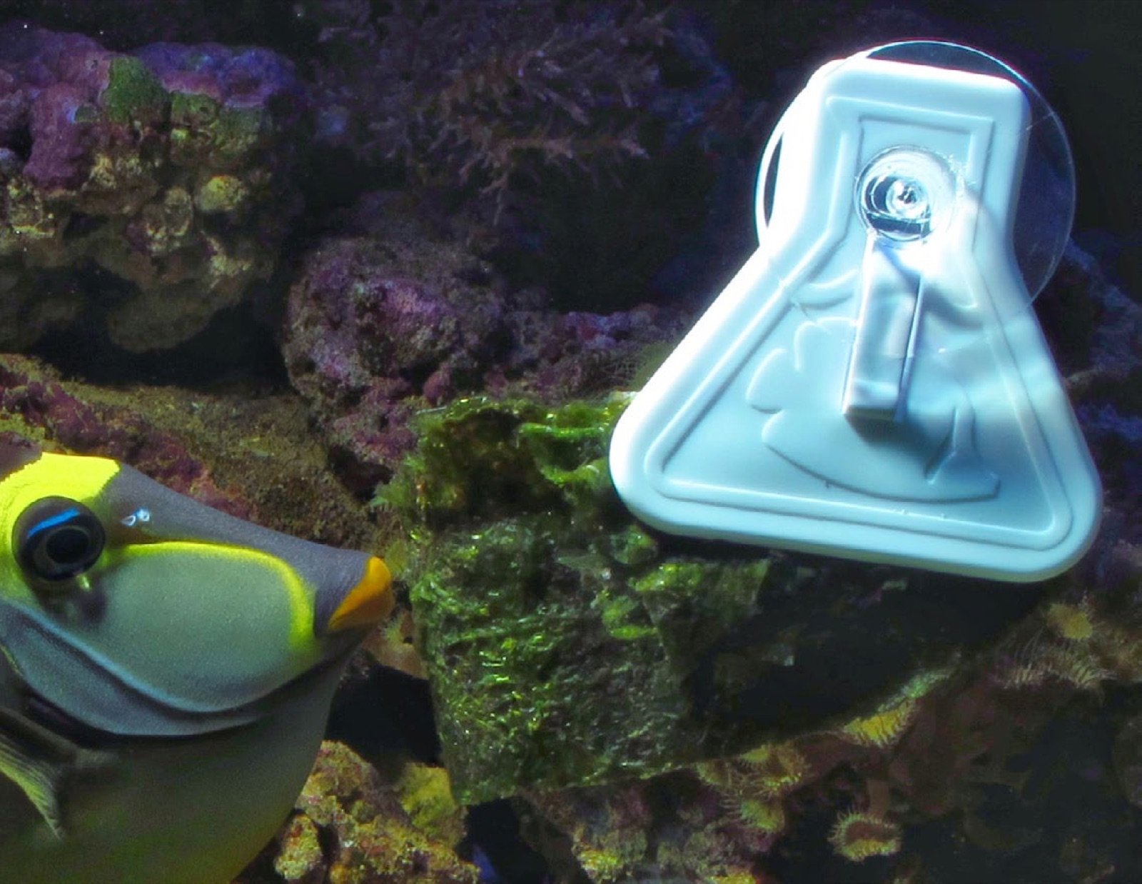 Zebrasoma scopas et un clip de feuilles de nori dans l'aquarium
