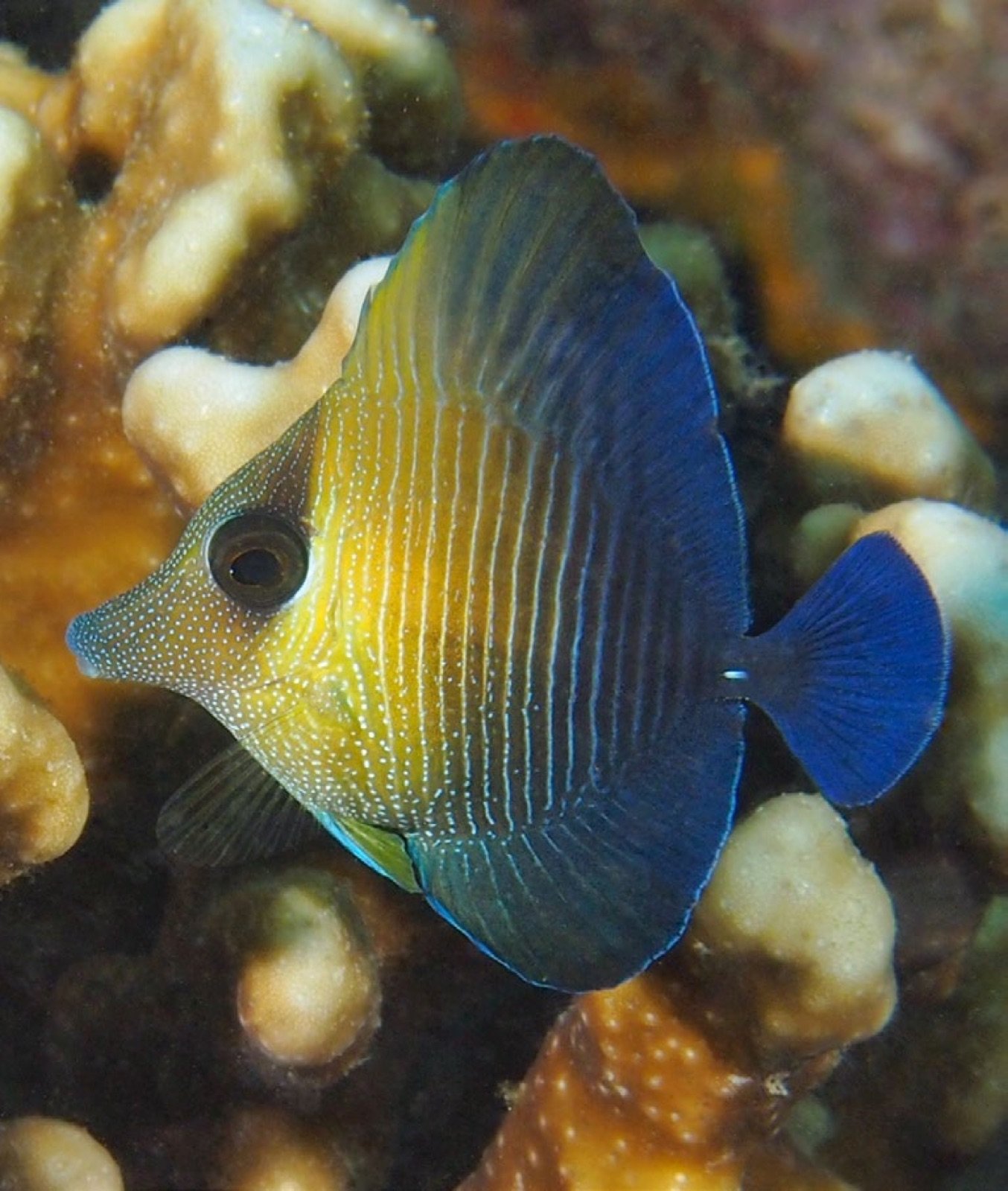 Zebrasoma scopas juvénile de 2 cm avec une couleur bleue à l'arrière du corps