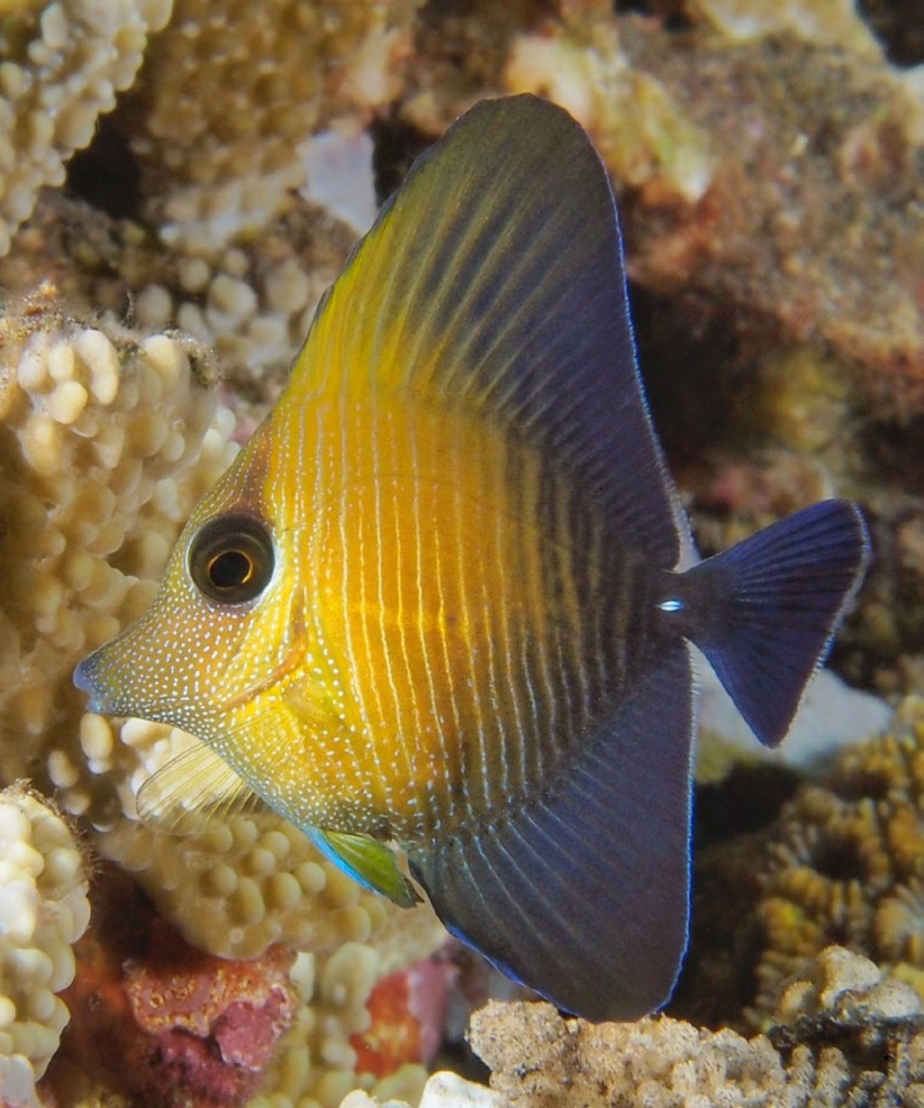 Zebrasoma scopas juvénile de 4 cm aux nageoires très hautes