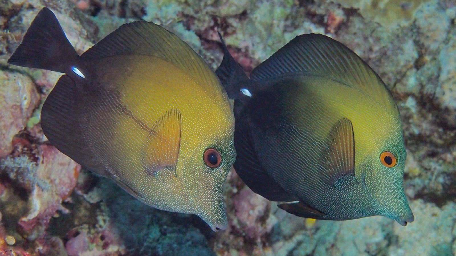 Le scalpel blanc à la base du pédoncule caudal de Zebrasoma scopas