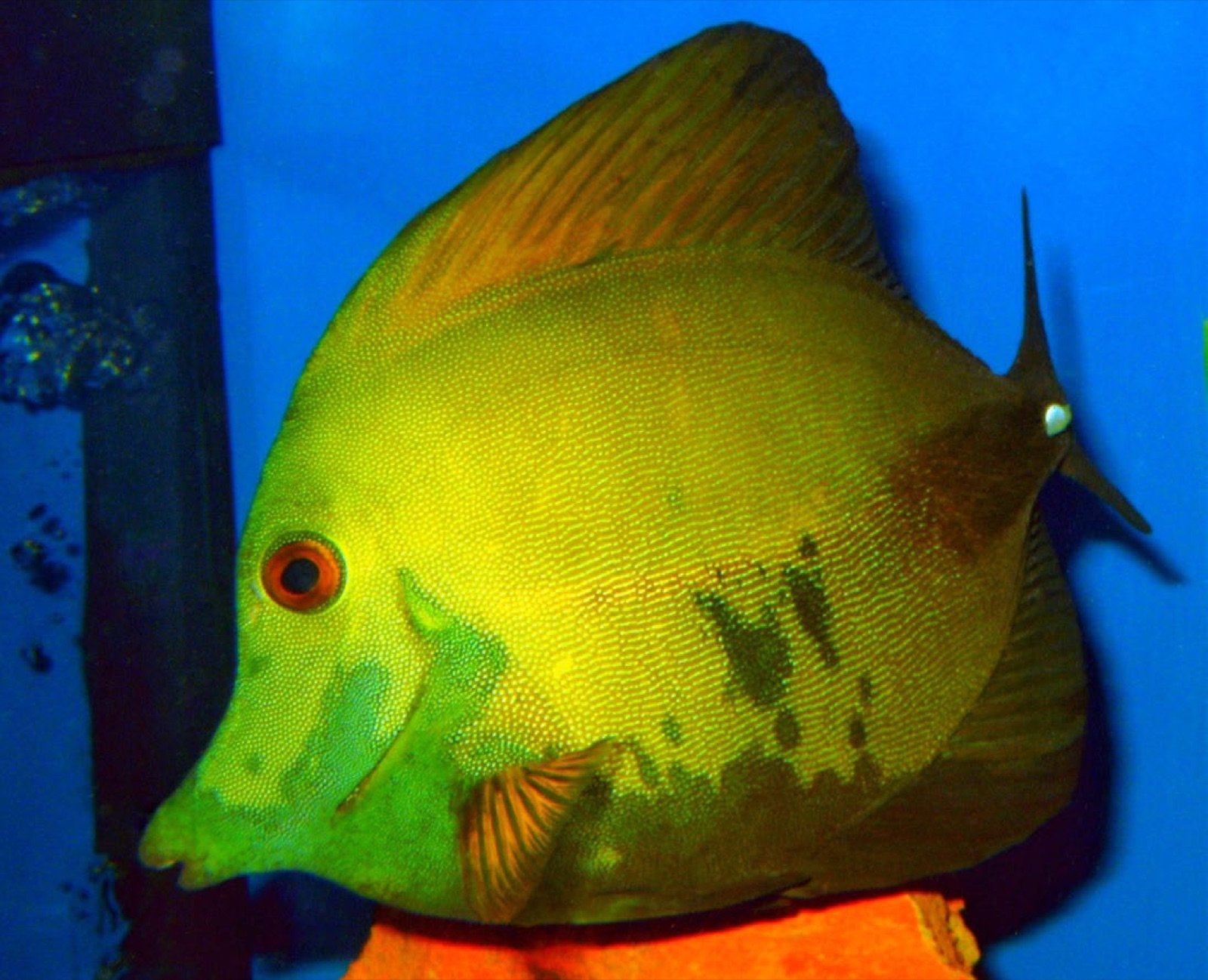 Zebrasoma scopas tricolore, forme naturelle mutante du nord de Sumatra